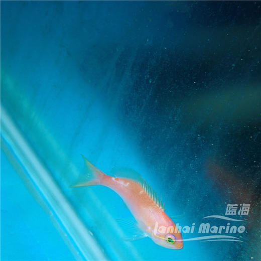 星光宝石 公 商品图2