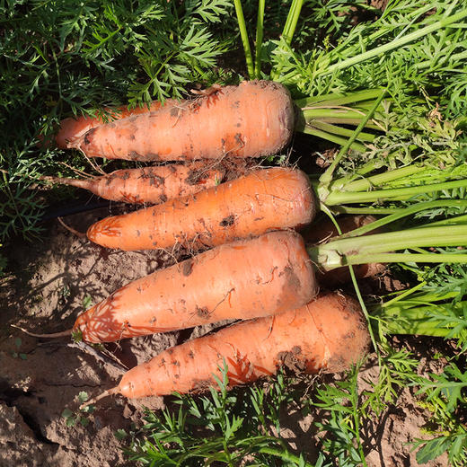 生态胡萝卜 | 合作生产 *Eco-Carrot | Coproduction 商品图3