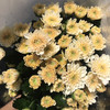 小菊.香草冰沙 商品缩略图0