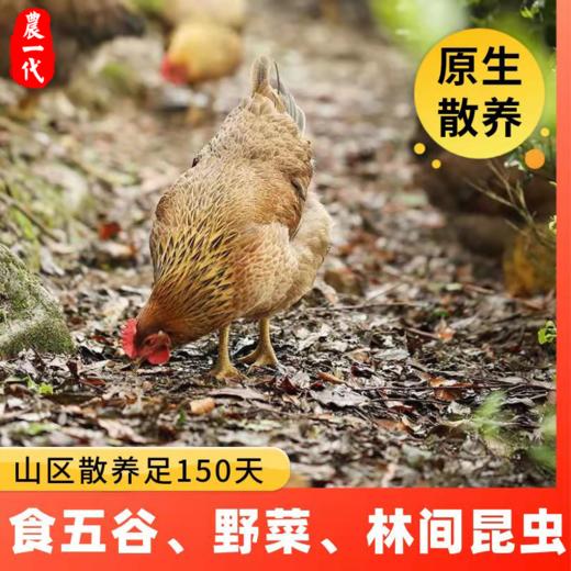 广东清远手撕鸡 熟食卤味 手撕烧鸡  咸香鸡 味道鲜美 散养 商品图13