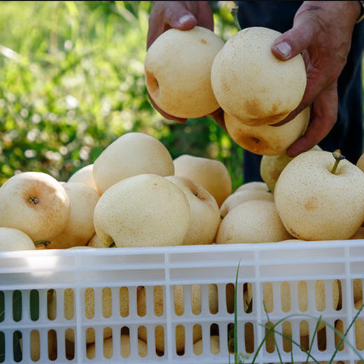 有机酵素黄金梨 商品图4