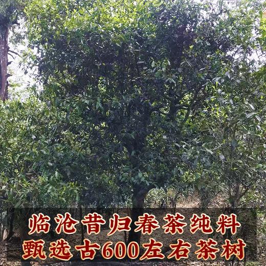 吉顺号普洱茶2022年古600黑票昔归临沧云南古树普洱茶生茶饼357g/饼 商品图7