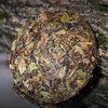 福鼎白茶丨绿雪芽 2016年原料 白牡丹寿眉 六年陈 虎啸风生 357g 商品缩略图2