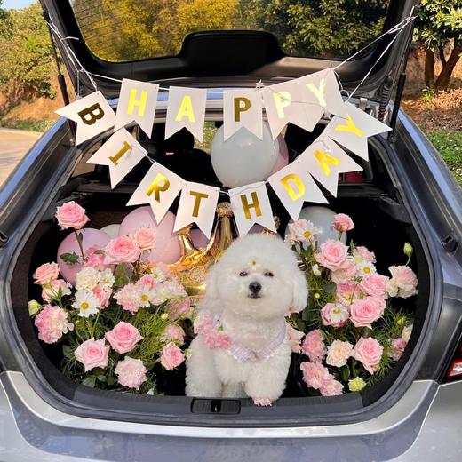 《卡哇伊》惊喜后备箱，宠物自带 商品图5