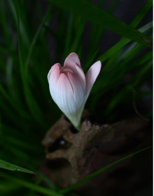 晚香玉花插 商品图0