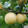 有机酵素黄金梨 商品缩略图3