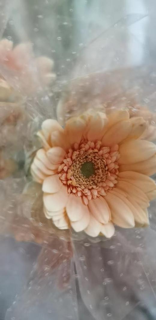 【迷你版】弗朗/非洲菊-圣托里尼  约10枝/扎 商品图4