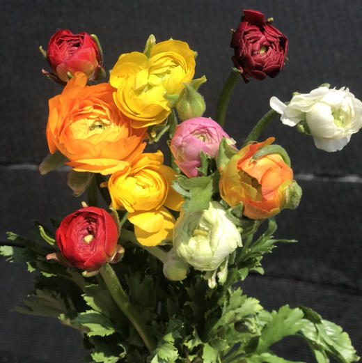 随机颜色---洋牡丹 商品图1