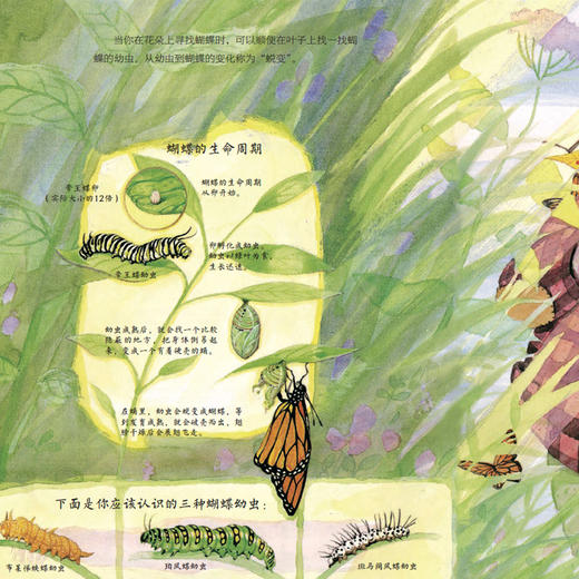 《森林爷爷自然课》(全12册) 商品图7