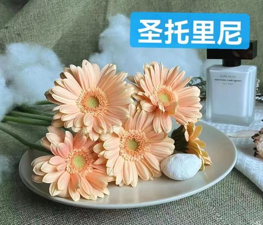 【迷你版】弗朗/非洲菊-圣托里尼  约10枝/扎 商品图3