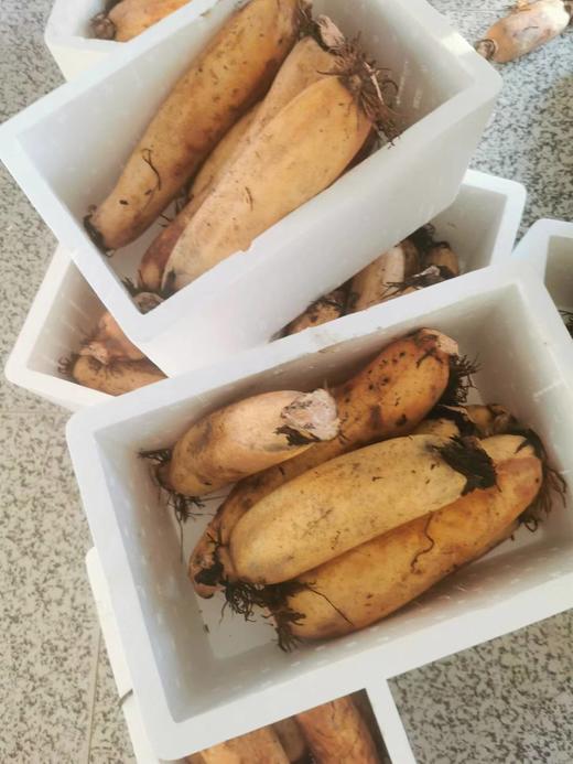 【严选】荆州莲藕粉藕5斤装（厂家直发） 商品图3
