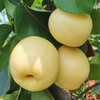 有机酵素黄金梨 商品缩略图2