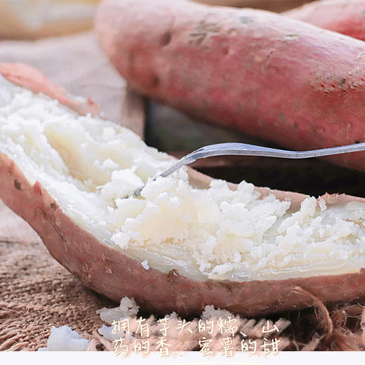 【好物推荐】山东冰糖白玉蜜薯 4.5斤 商品图1