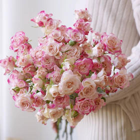 国产玫瑰-【折射】多头