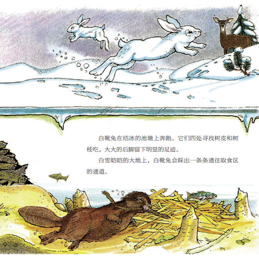 《森林爷爷自然课》(全12册) 商品图6