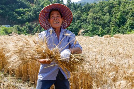 千岛雨贡手工日晒面 面饼0添加 细面和刀削面两种可选 商品图3