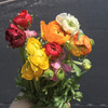 随机颜色---洋牡丹 商品缩略图4