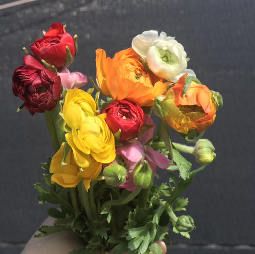 随机颜色---洋牡丹 商品图4