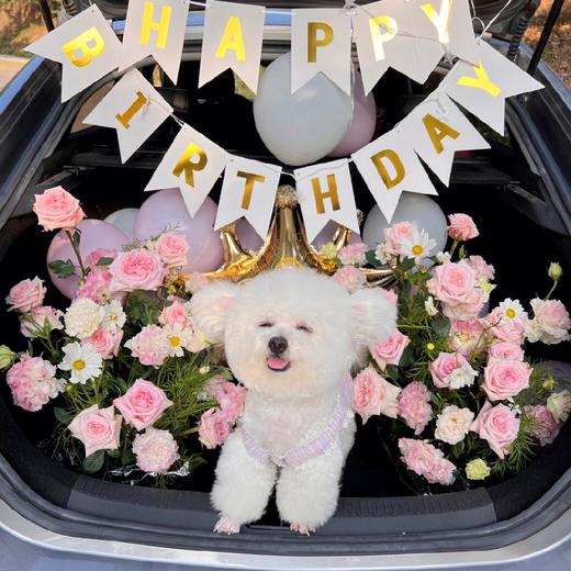 《卡哇伊》惊喜后备箱，宠物自带 商品图3