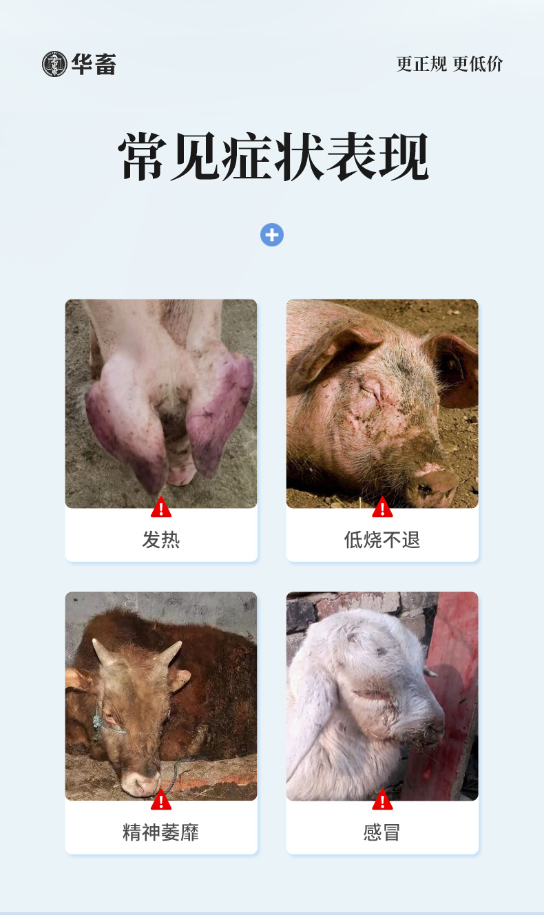 5盒低至7 9 盒 华畜兽药柴胡注射液10支解热主治感冒发热稀释头孢猪马牛羊药非瘟清 5盒低至7 9 盒 华畜兽药柴胡注射液10支解热主治感冒发热稀释头孢猪马牛羊药非瘟清