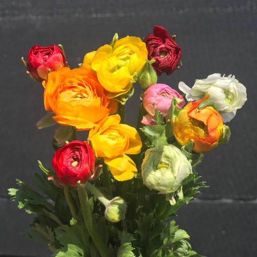 随机颜色---洋牡丹 商品图0