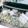 《满眼都是你》满天星蝴蝶兰惊喜后备箱 商品缩略图0
