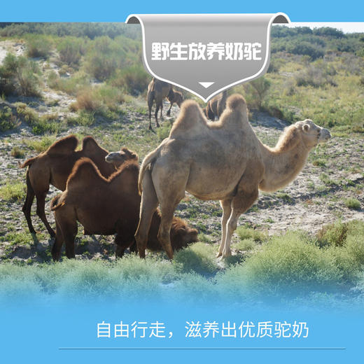 有机儿童纯驼乳粉（大儿童） 商品图3