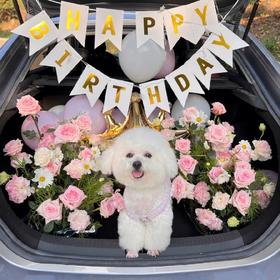 《卡哇伊》惊喜后备箱，宠物自带