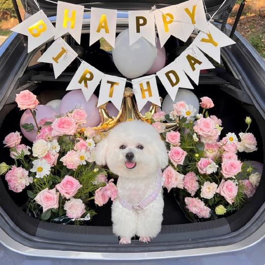 《卡哇伊》惊喜后备箱，宠物自带 商品图0