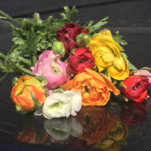 随机颜色---洋牡丹 商品图3