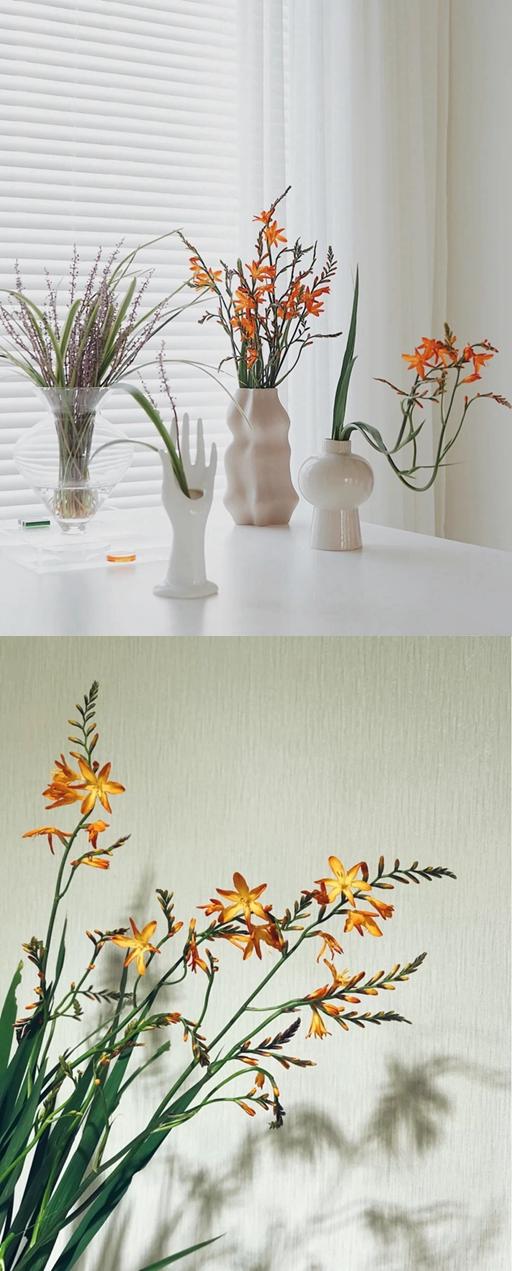 火焰兰（5枝） 商品图0