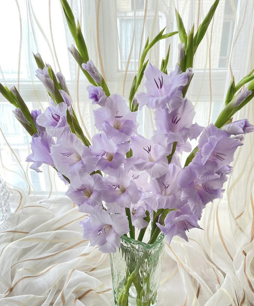 【剑兰】稀有色系 浅紫色（香芋紫）约9-10枝/扎 商品图2