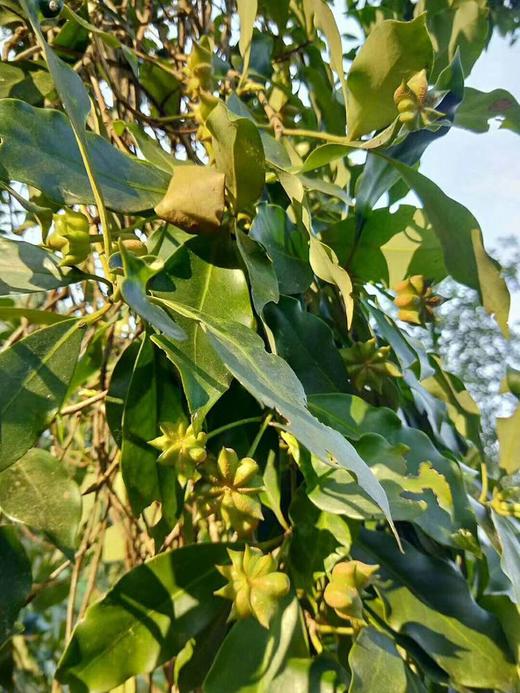 一年一次！真正无硫磺 天然晾晒 野生八角 那份天然香气 来自良心把控 |百里食 商品图7