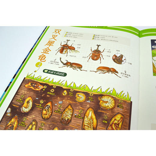 【精装】蟲：一座书本上的昆虫艺术博物馆 赠 书签+ 明信片 商品图5