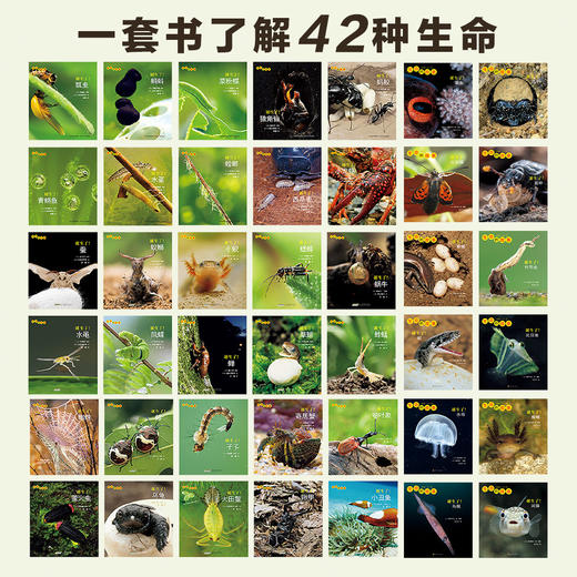 生命的故事（1-4辑）（共42册）科普百科摄影绘本图画书 商品图3