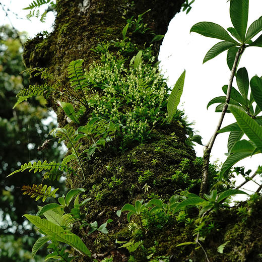 【七星有机青饼】有机认证产品2022年云南普洱茶生茶勐海产区班章357g/饼 商品图2