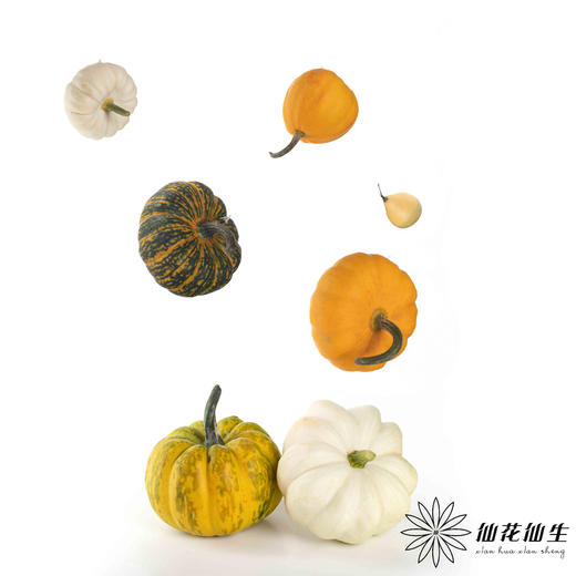 配果 | 小南瓜（6个混装随机发） 商品图3