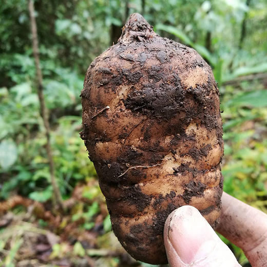 昭通天麻   新鲜现挖的口感就是鲜！ 冬吃萝卜夏吃姜，不如来碗天麻汤！ 商品图1