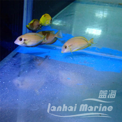 黄一字吊 商品图5