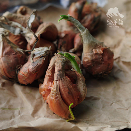 种子·红葱头 | 合作生产 * Shallot | Coproduct 商品图3