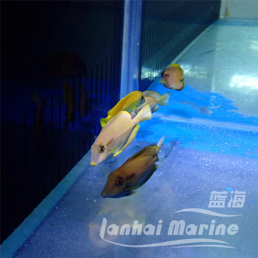 黄一字吊 商品图10