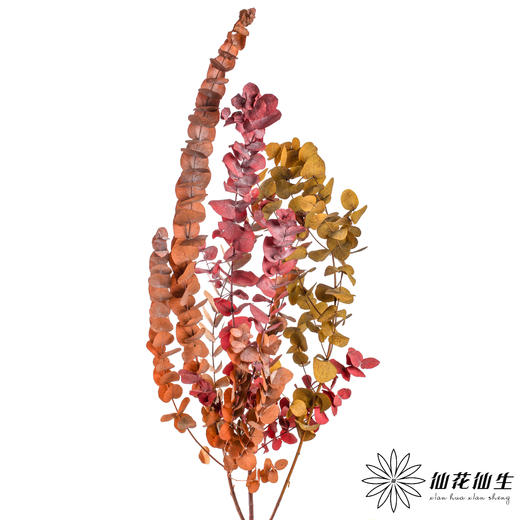 永生花材 | 大叶尤加利秋色 商品图2