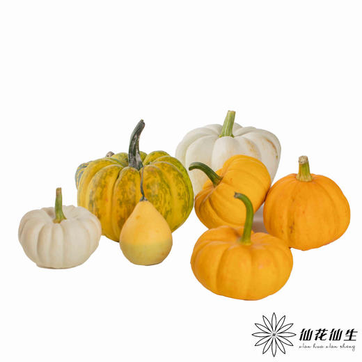 配果 | 小南瓜（6个混装随机发） 商品图1