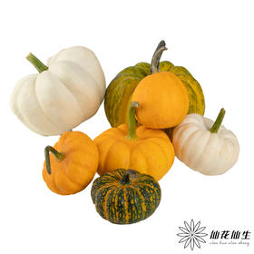 配果 | 小南瓜（6个混装随机发）