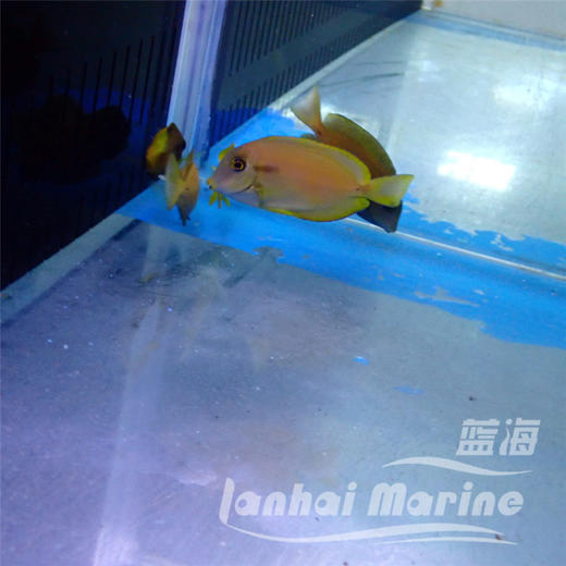 黄一字吊 商品图9