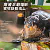 生命的故事（1-4辑）（共42册）科普百科摄影绘本图画书 商品缩略图1