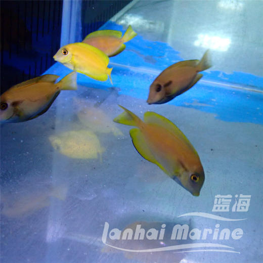 黄一字吊 商品图7