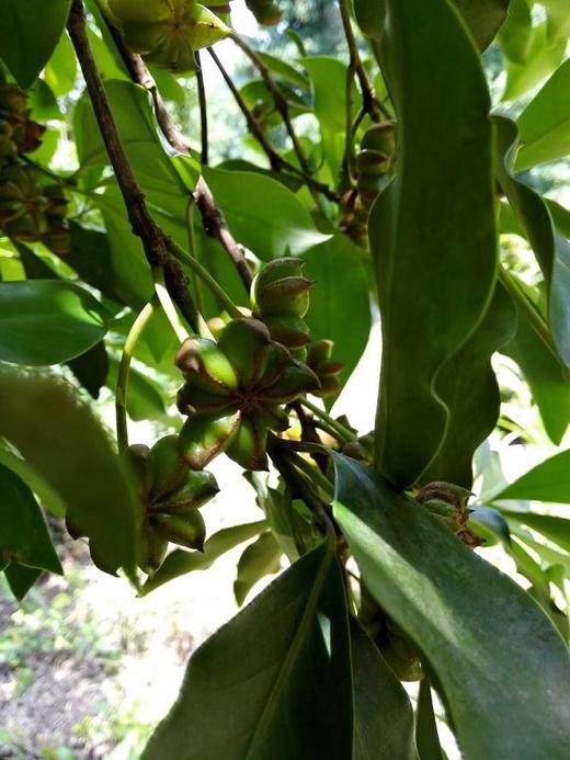 一年一次！真正无硫磺 天然晾晒 野生八角 那份天然香气 来自良心把控 |百里食 商品图5