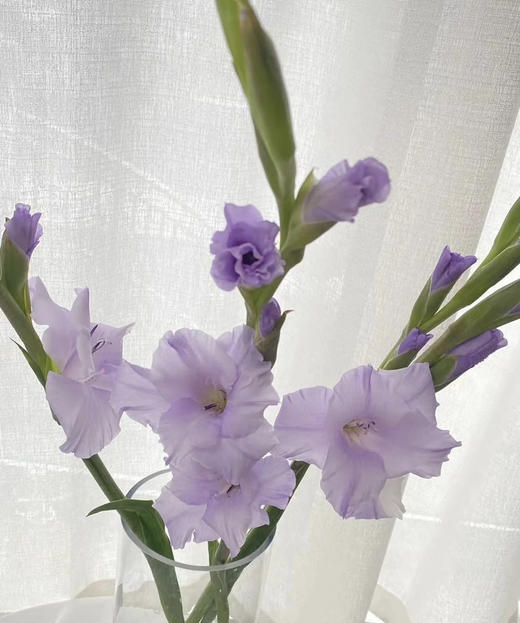 【剑兰】稀有色系 浅紫色（香芋紫）约9-10枝/扎 商品图4