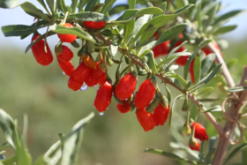 常吃枸杞能“壮阳”，是真的吗？